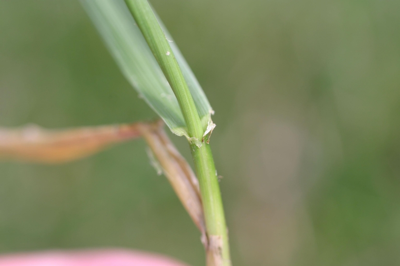 Tall Fescue // Mizzou WeedID