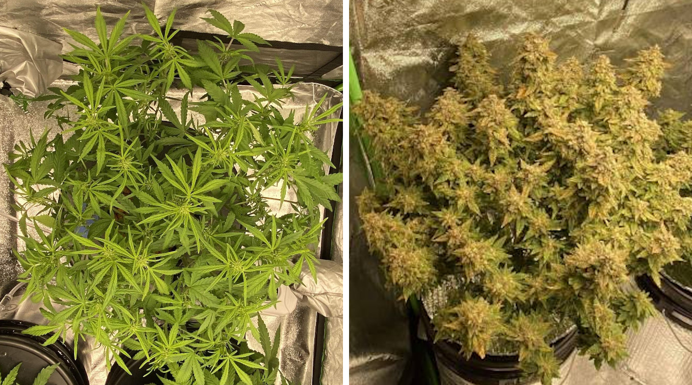 Autoflower Defoliation Sweet Spot When and How Much? Weed KB