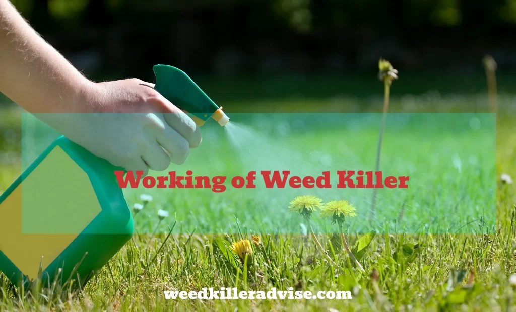 How Does Weed Killer Works A Complete Guide by Weed Killer Advise