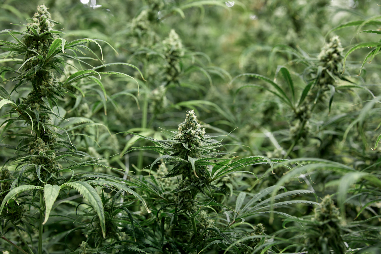 Photoperiod Plants Weedmaps