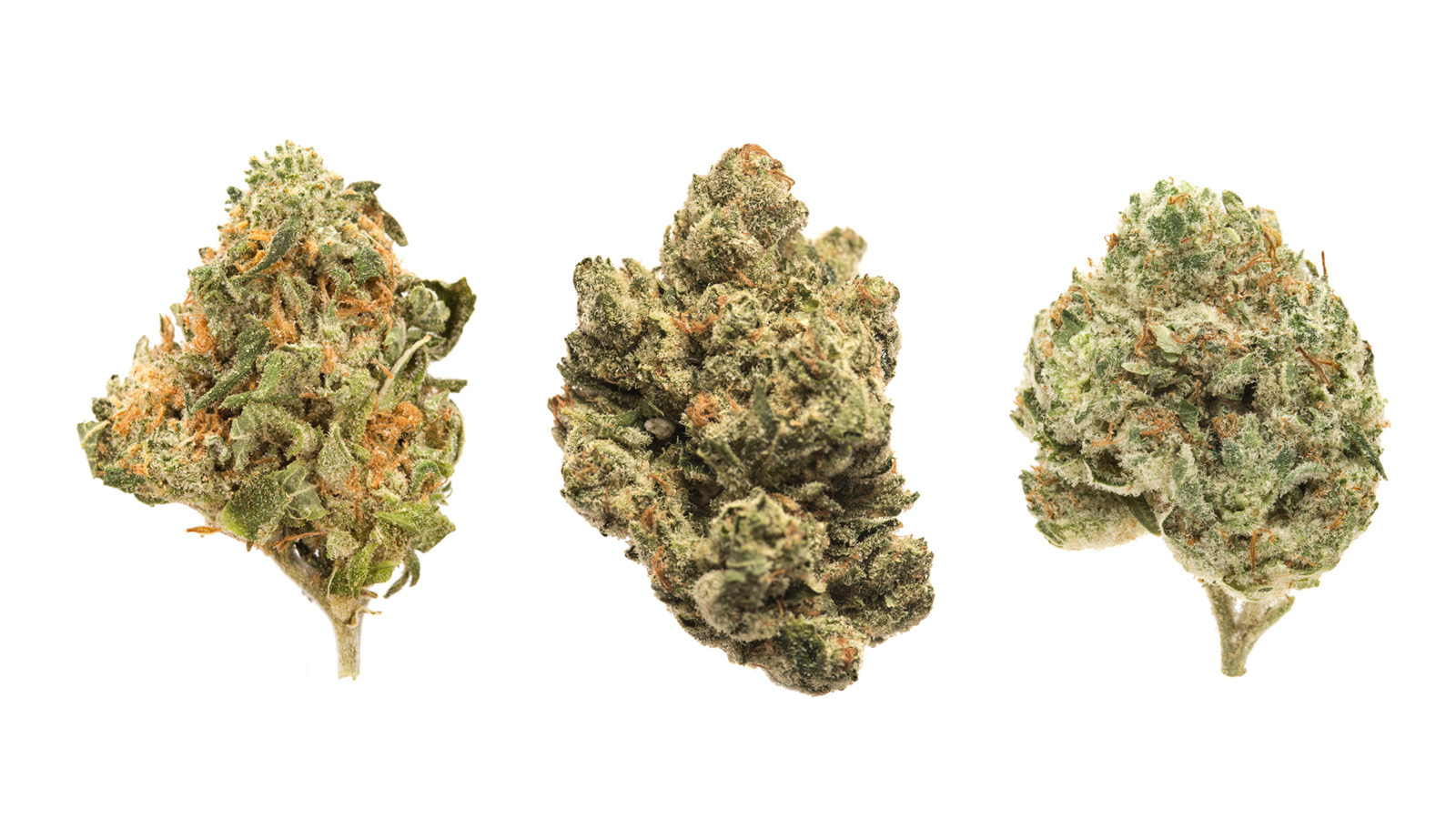 High Thc Strains: 10 Highest Thc Cannabis Strains