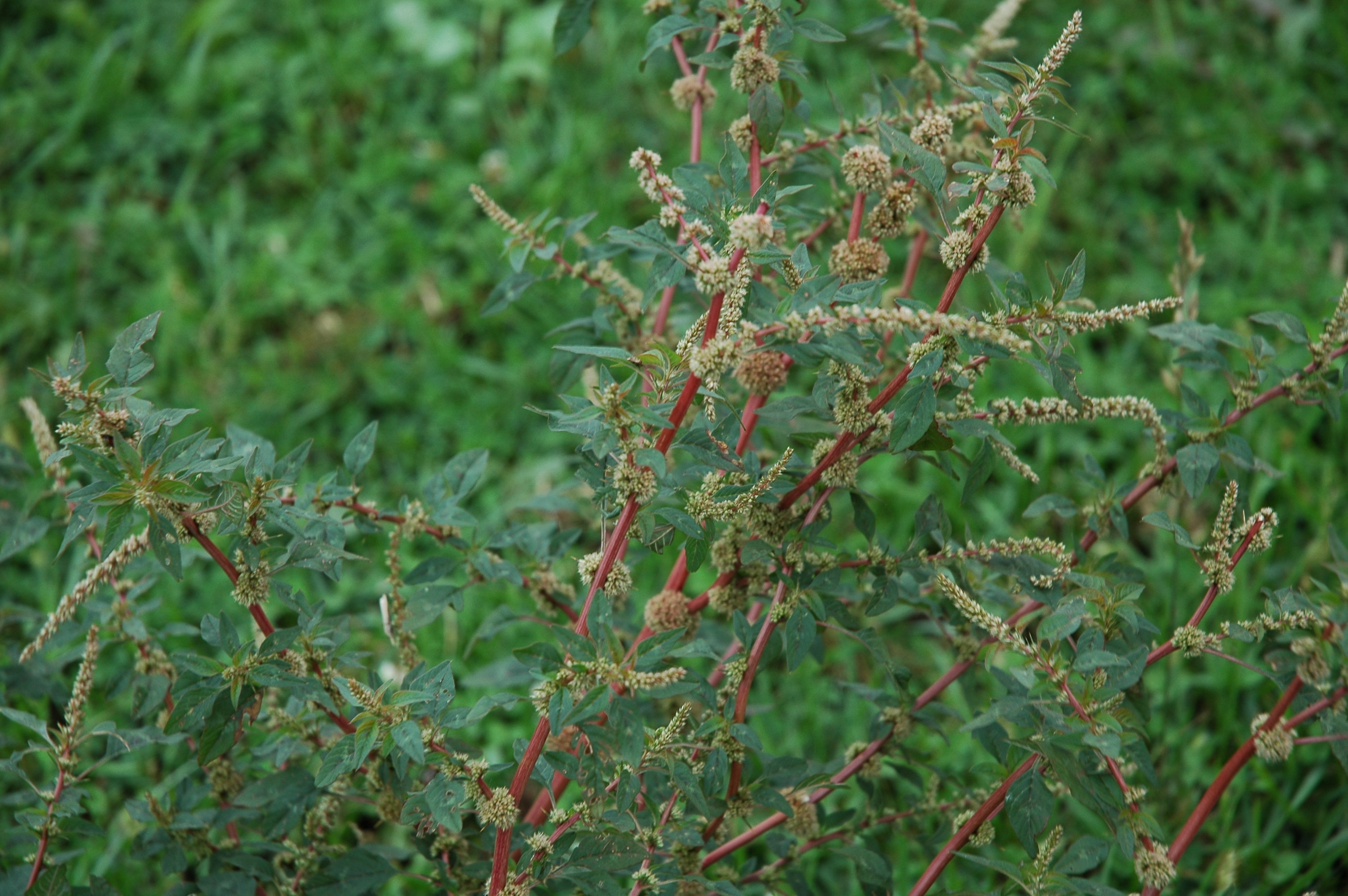 Economic Importance Of Spiny Amaranth at Mae Shepley blog