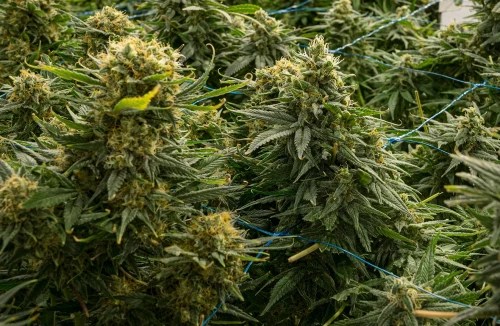 15 of The Highest Yielding Cannabis Strains Ever Made WSE