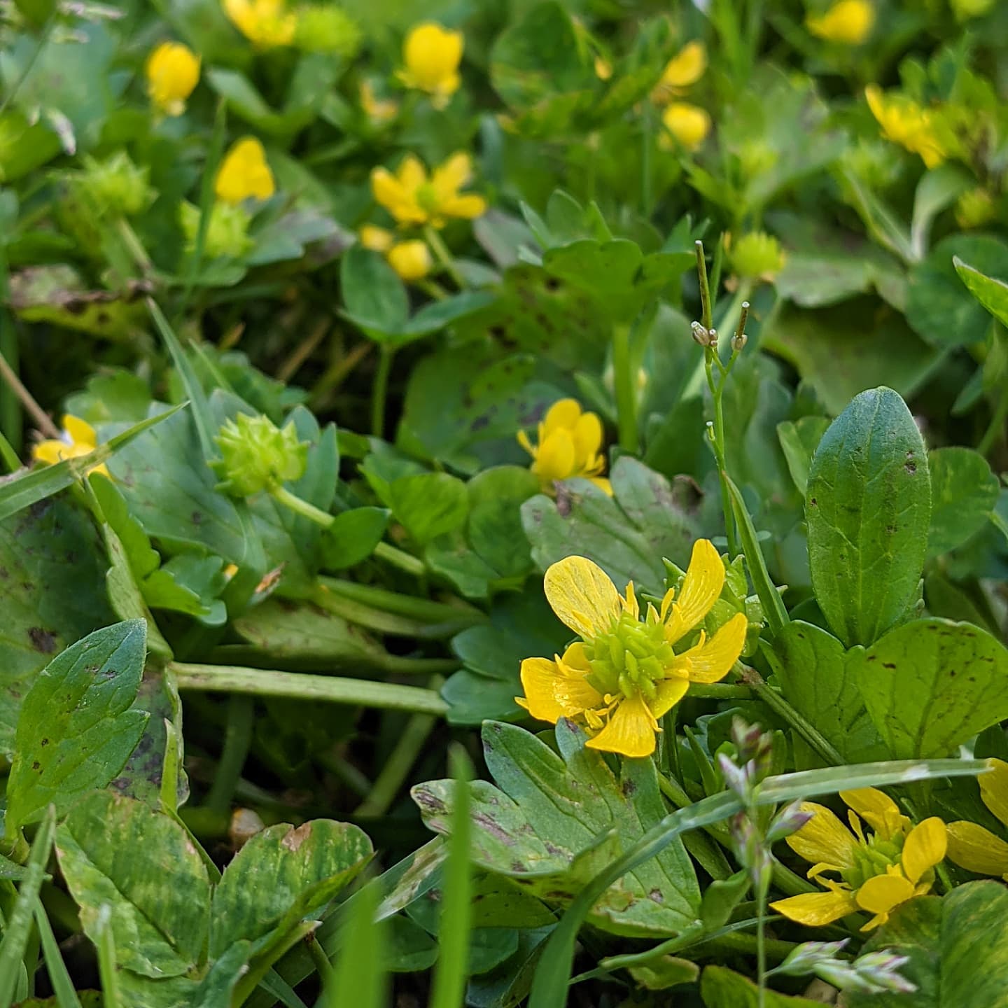 Sharp Buttercup (Ranunculus muricatus) Weeds of Melbourne