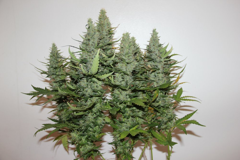 AK420 Autoflower High THC and XL Yields Grow Review Weedstockers