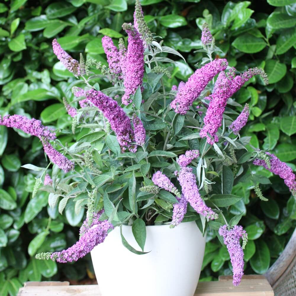 Buddleia Davidii Butterfly Bush Buddleja Removal UK