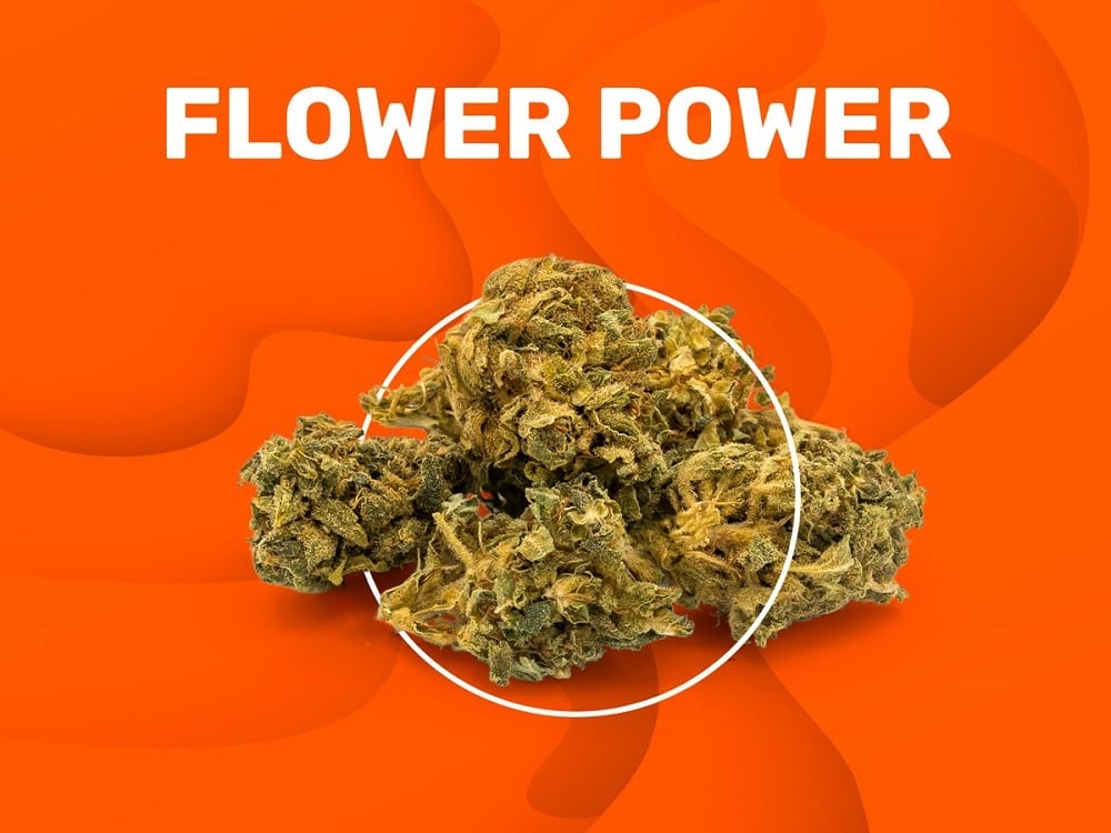 Flower Powder CBD Flowers Get pure CBD hemp taste