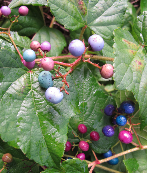 Bike Path: Porcelain-berry | SALLEY MAVOR