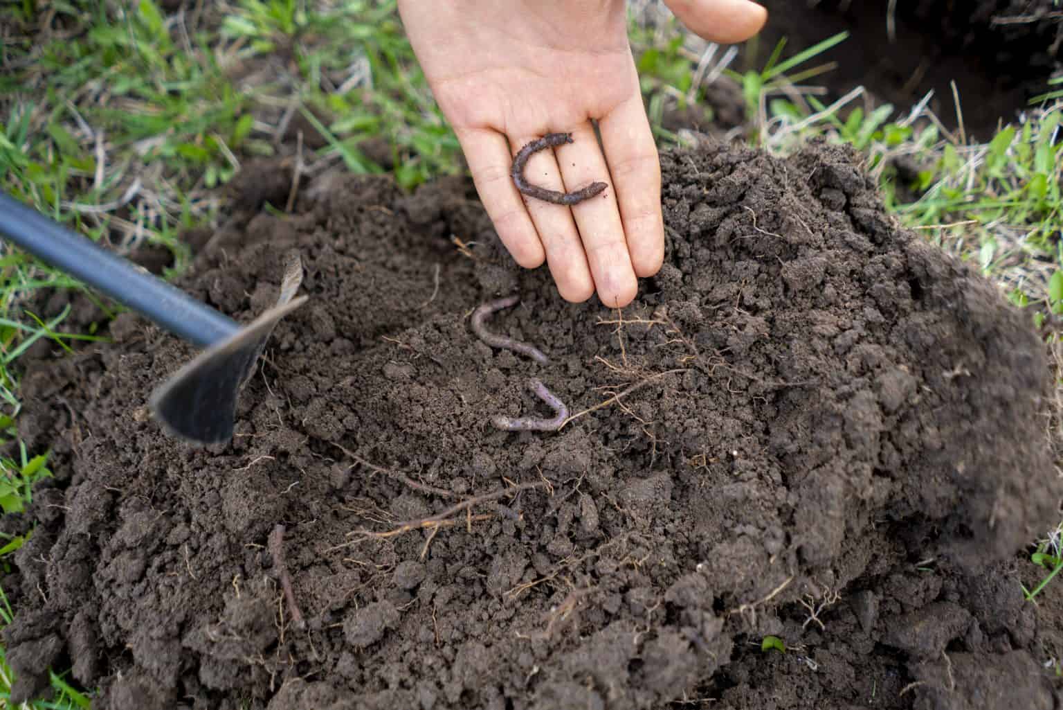Earthworms and How they Help Your Garden