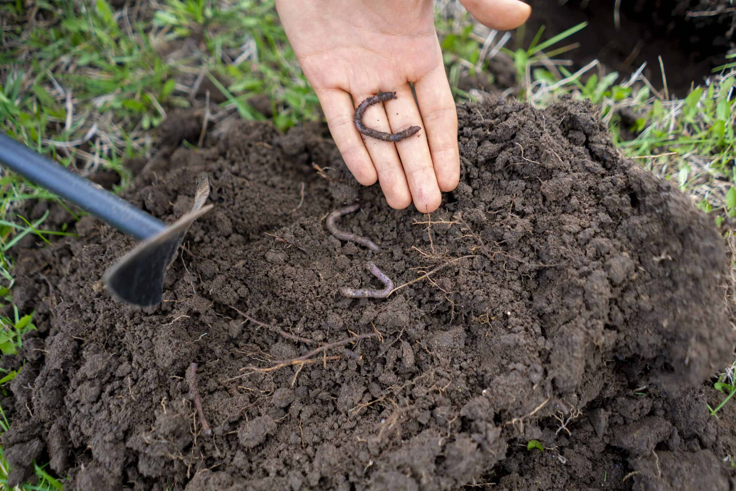 Earthworms and How they Help Your Garden