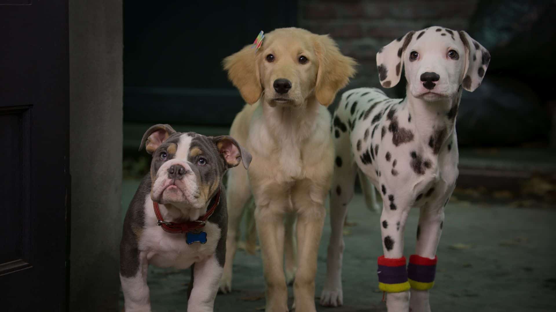Air Bud Brings Creepy Fun with Phantom Pups