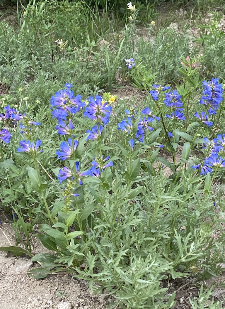 Top Nine Wildflowers in Utah and the Greater Rockies Weekend Woman Warrior