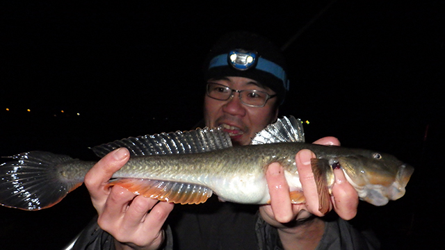 日本全国☆釣り行脚～『ハゼクチ』～熊本県熊本市／坪井川河口産