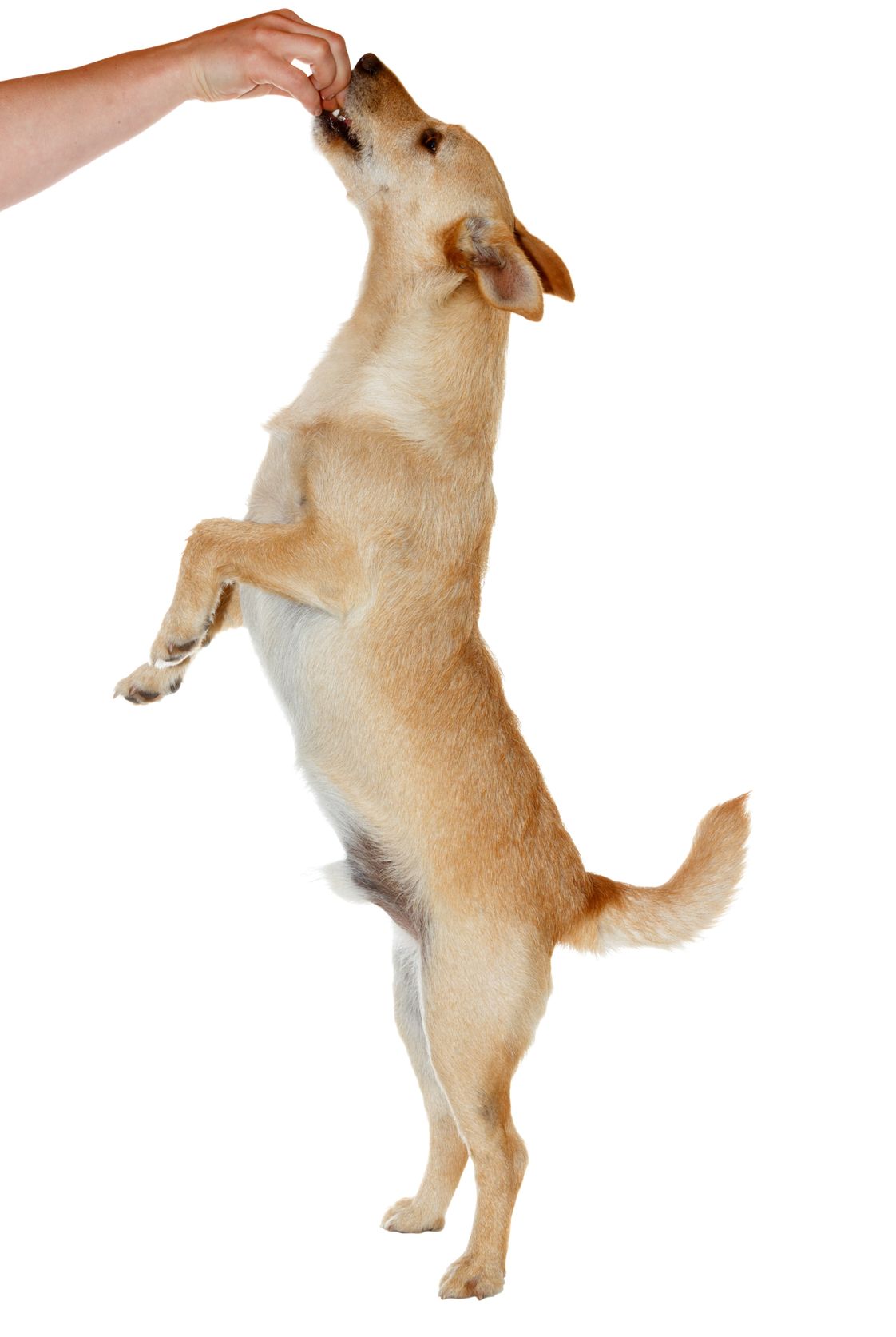 FDA Cautions Dog Owners About Contaminated Chicken Jerky Products « Weekly Sauce