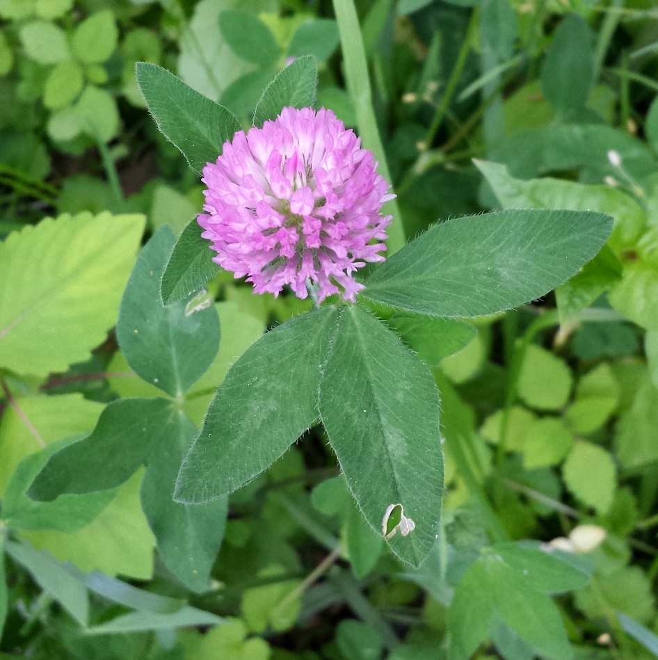 Interesting Flora of Ohio County Weelunk