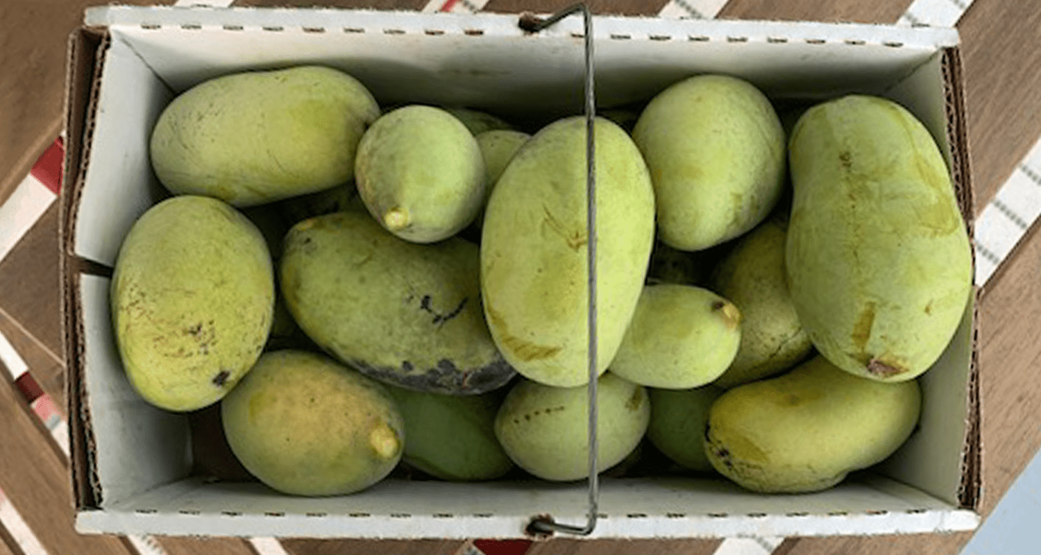 Paw Paw Season in West Virginia Weelunk