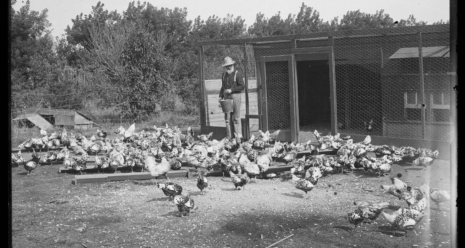 The Backyard Chicken Keepers of Wheeling's Past Weelunk
