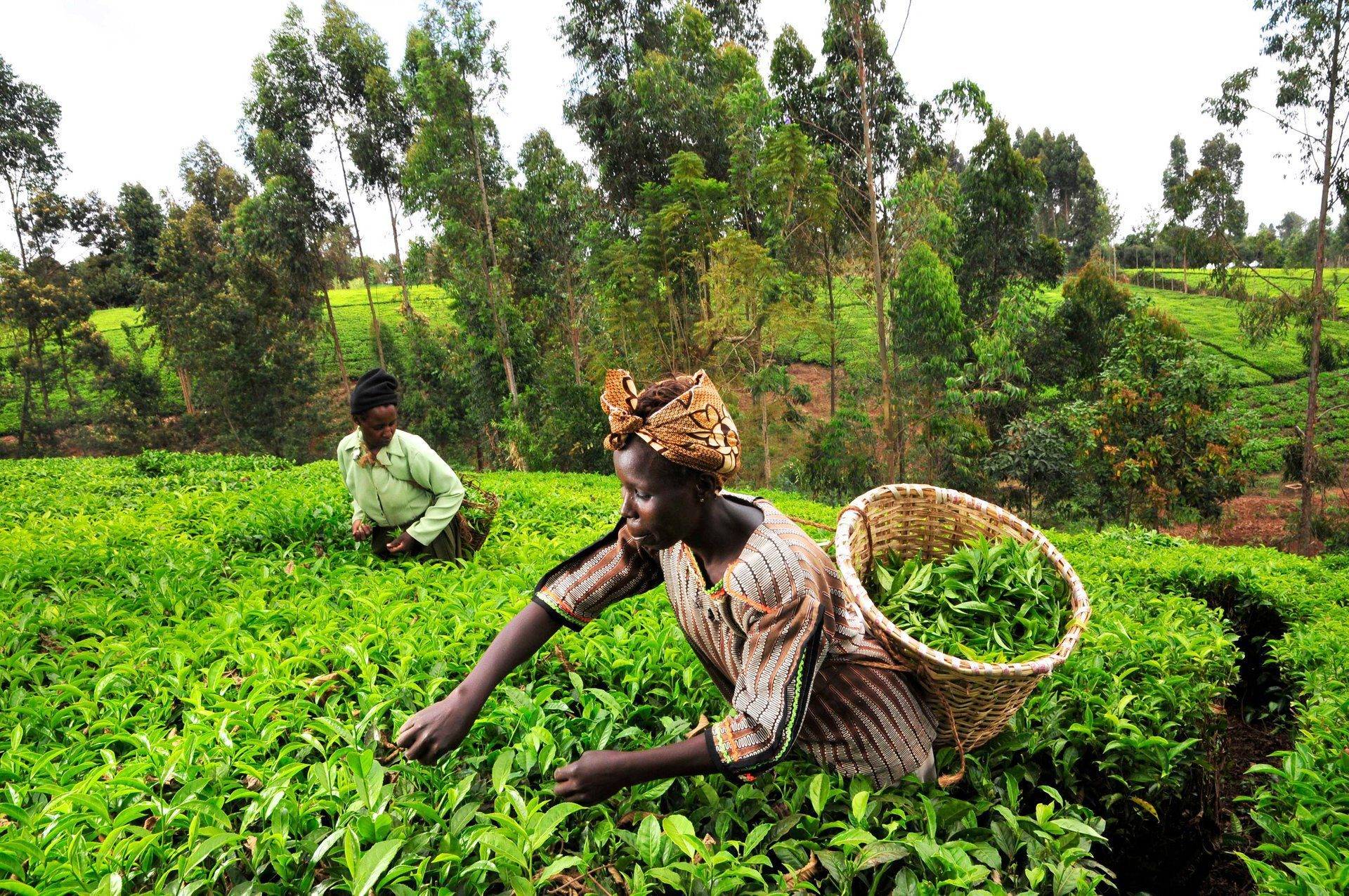 Kenya Is Seeing A Decline in Agricultural Diversification