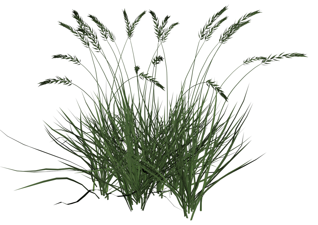 Landscaping Turf Grass Rocky Mountain Bio ProductsRocky Mountain