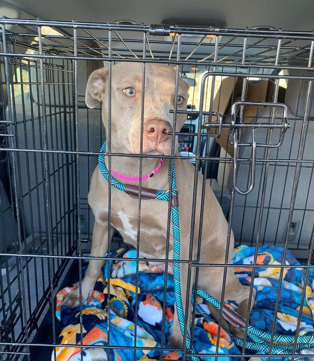 Why Do Shelters Euthanize Healthy Dogs? We Foster Dogs