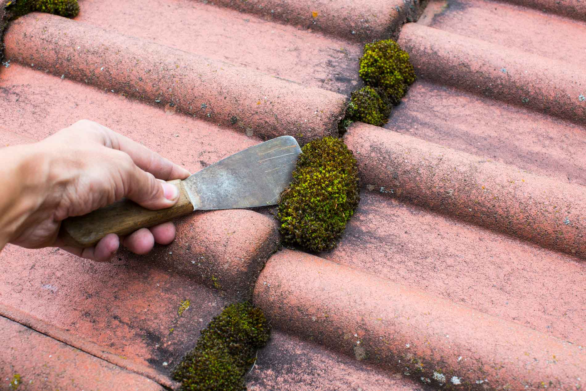 How to Remove Moss from Your Roof? Wegner Roofing & Solar