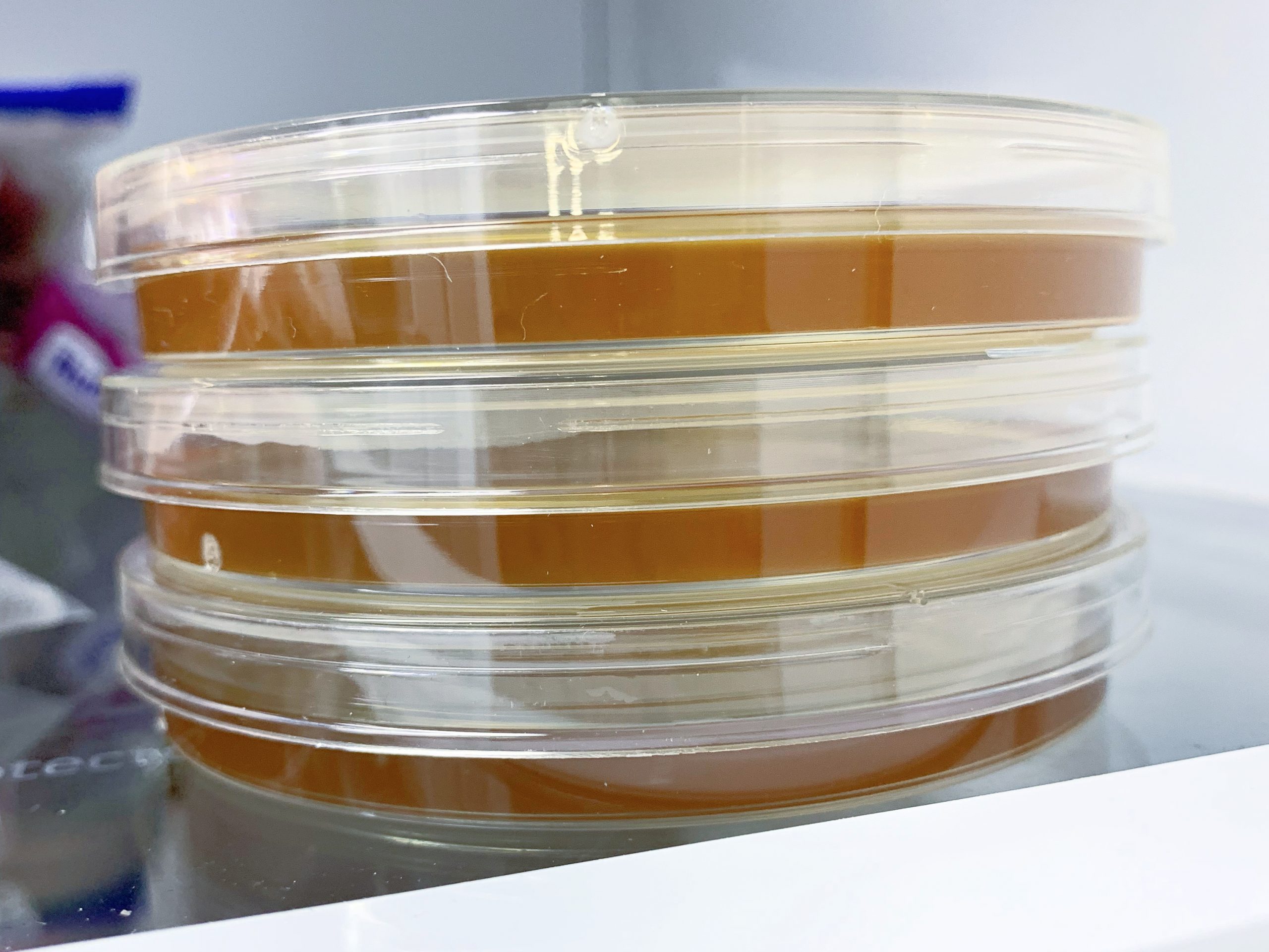 How to Make Agar Petri Dishes to Grow Bacteria We Got The Funk