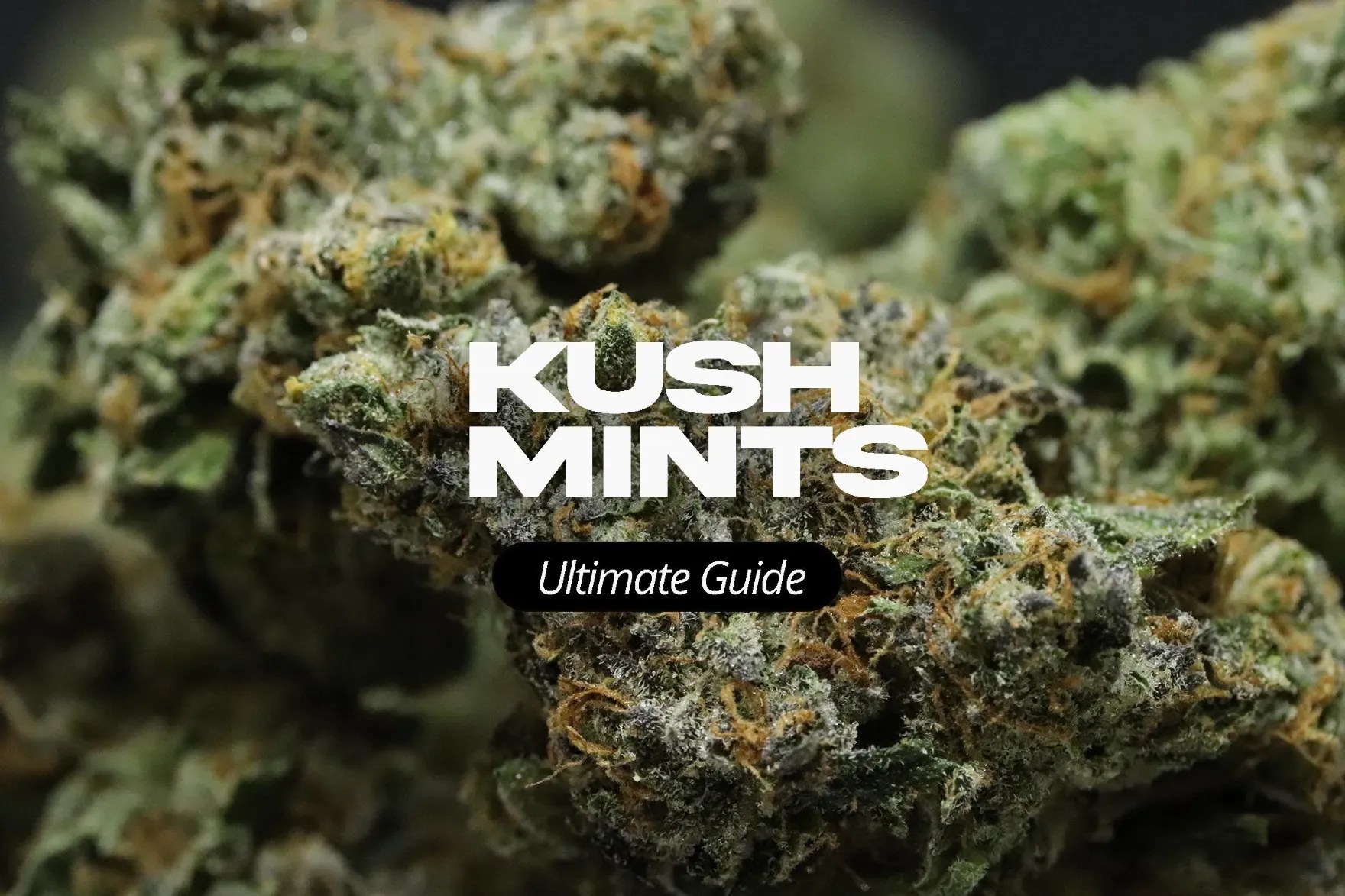KUSH MINTS ULTIMATE GUIDE Hikei Dispensary San Diego and La Mesa, CA