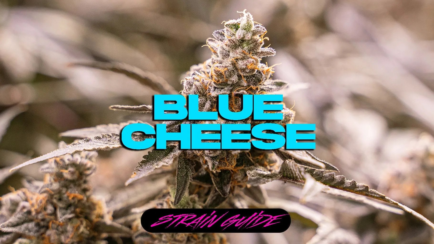 BLUE CHEESE STRAIN Hikei Dispensary San Diego and La Mesa, CA