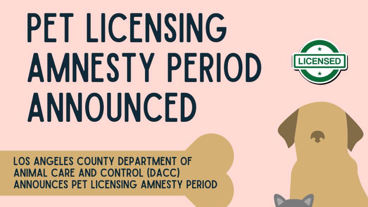 Your dogs and cats need a license. Here's how to get a free one