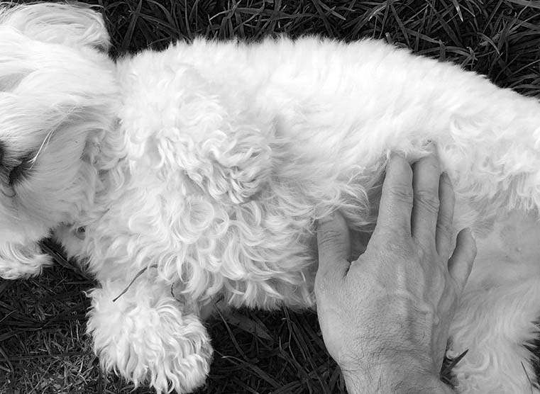 Will Mothballs Harm Dogs