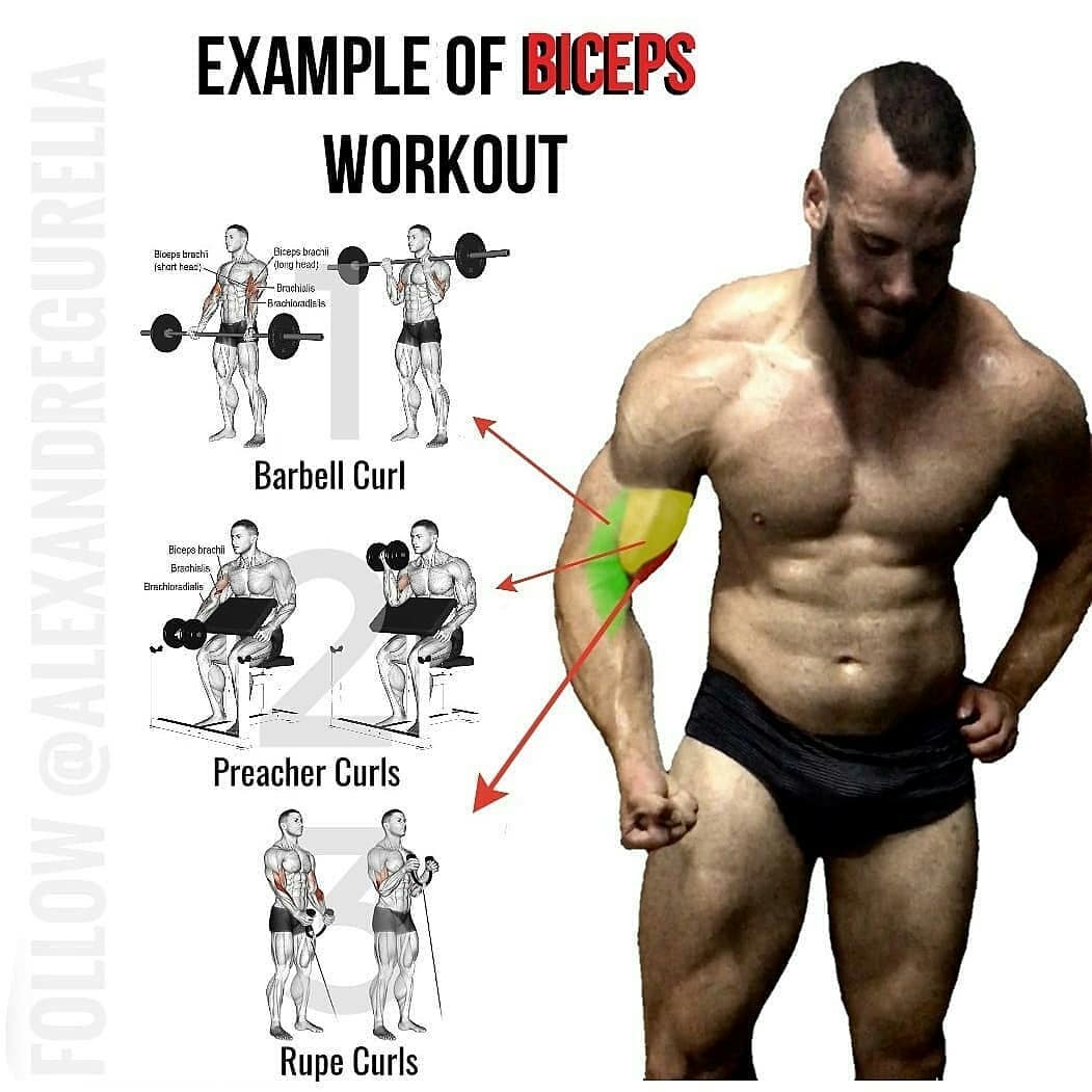 How Often Should I Train My Biceps in a Week? Elite Sports