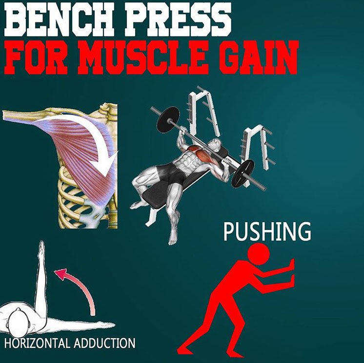 BENCH PRESS FOR MUSCLE GROWTH Guide