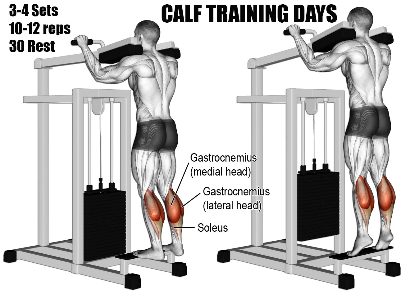 CALF TRAINING DAYS VIDEO & GUIDE