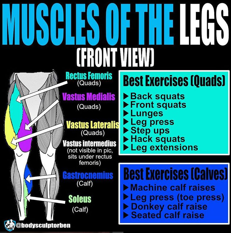 Muscles of the Legs & Quads and calves Guide