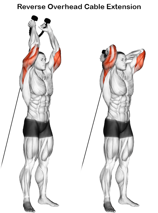 How to Cable Tricep Pushdown, Variations Grips, Benefits