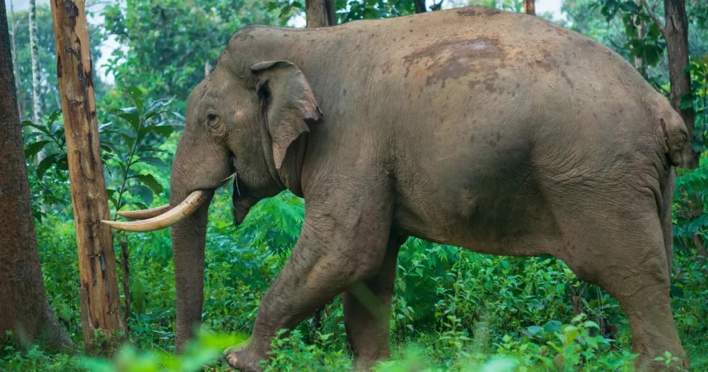 11 Smallest Elephants In The World