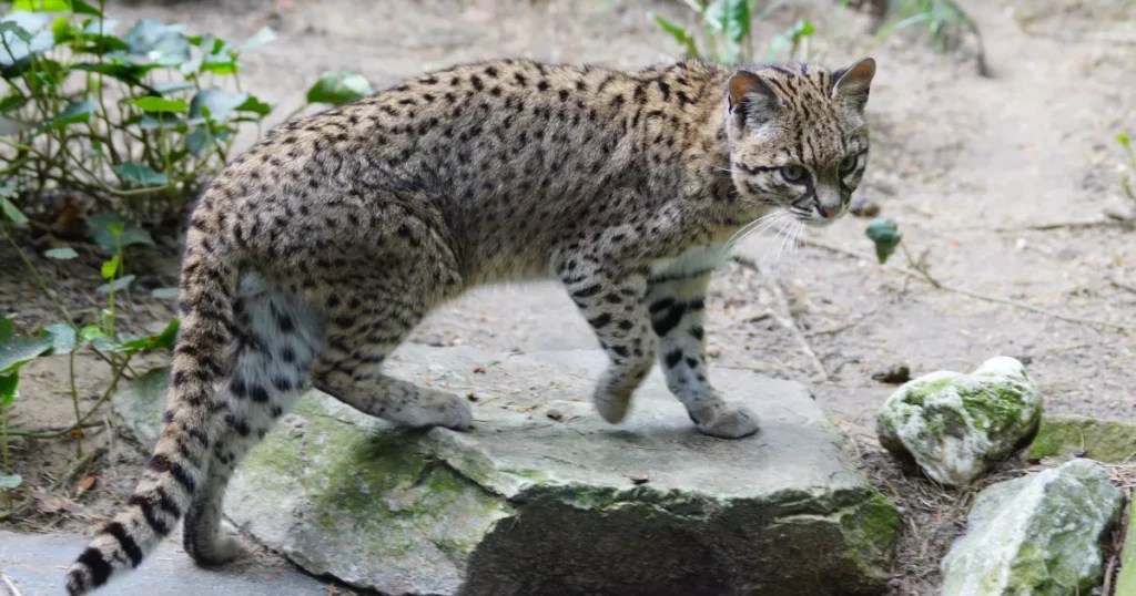 Top 9 Smallest Wild Cat Breeds In The World