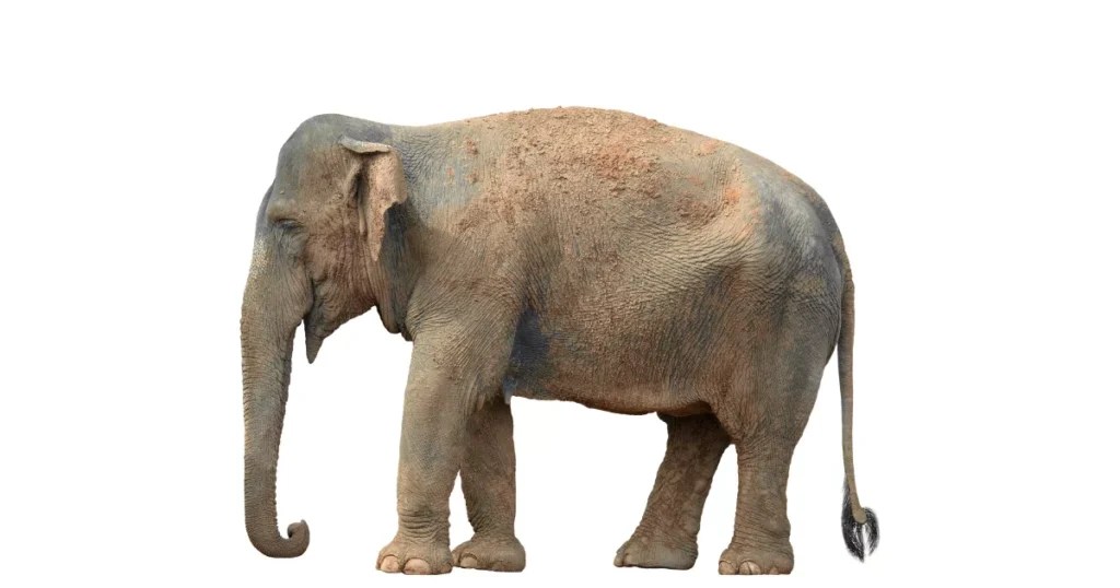 11 Smallest Elephants In The World