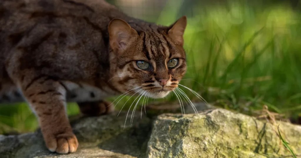 Top 9 Smallest Wild Cat Breeds In The World
