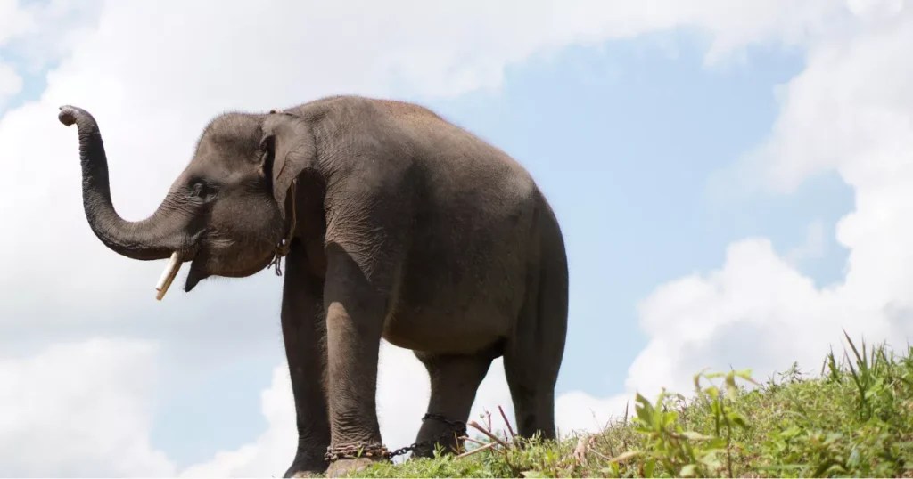 11 Smallest Elephants In The World