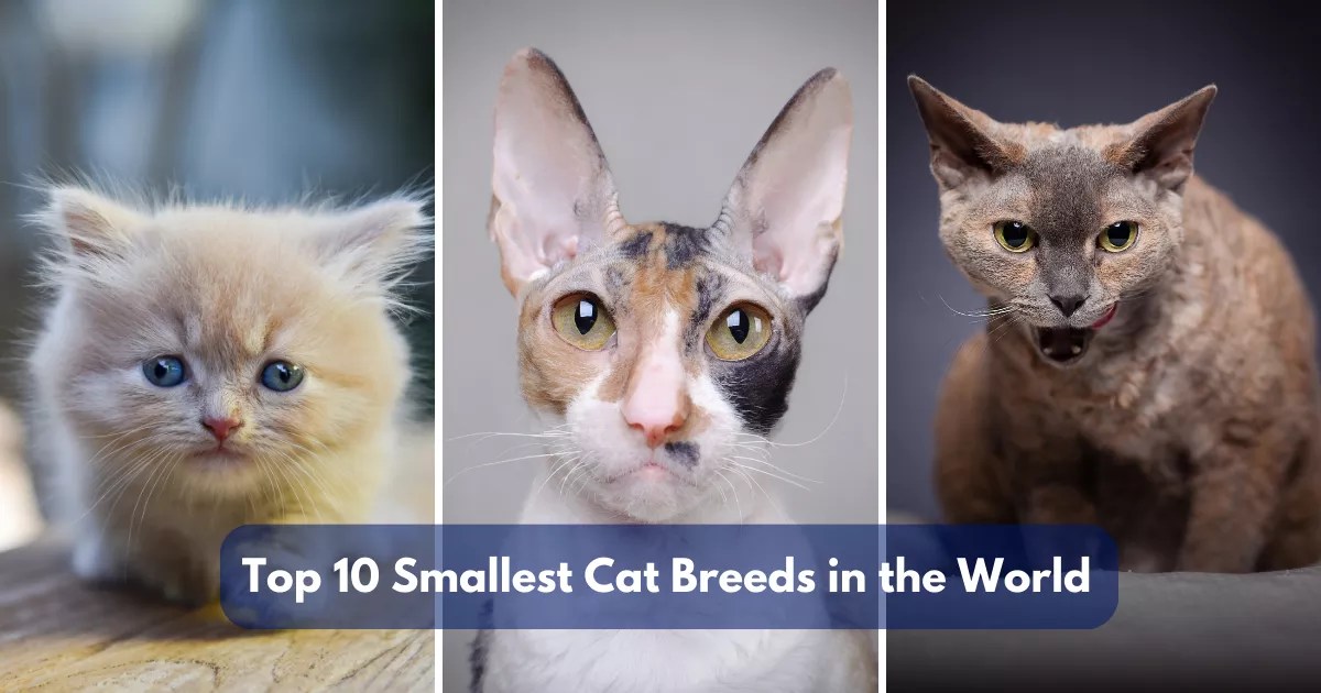 Top 10 Smallest Cat Breeds In The World