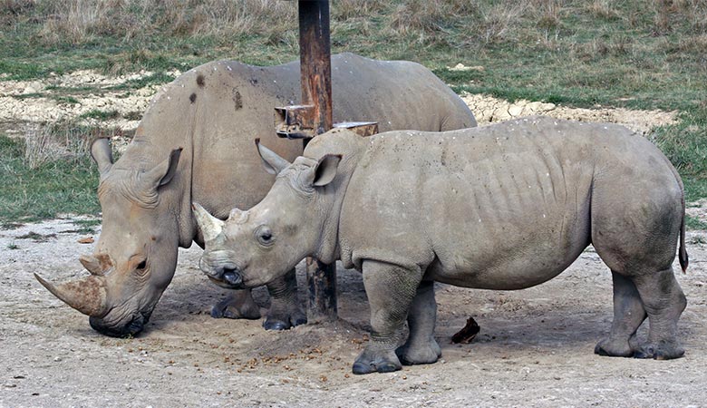 How Much Do Rhinos Weigh HOW MUCH JKT