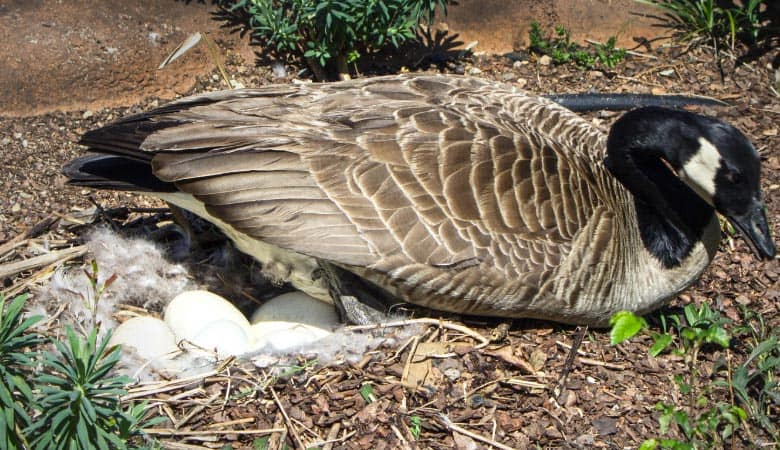 How Much Does an Egg Weigh? Chart of Various Sizes) Weight