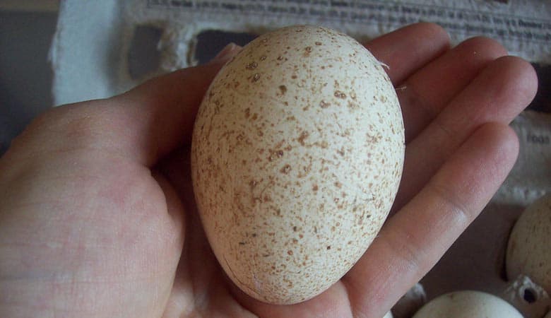 How Much Does an Egg Weigh? Chart of Various Sizes) Weight