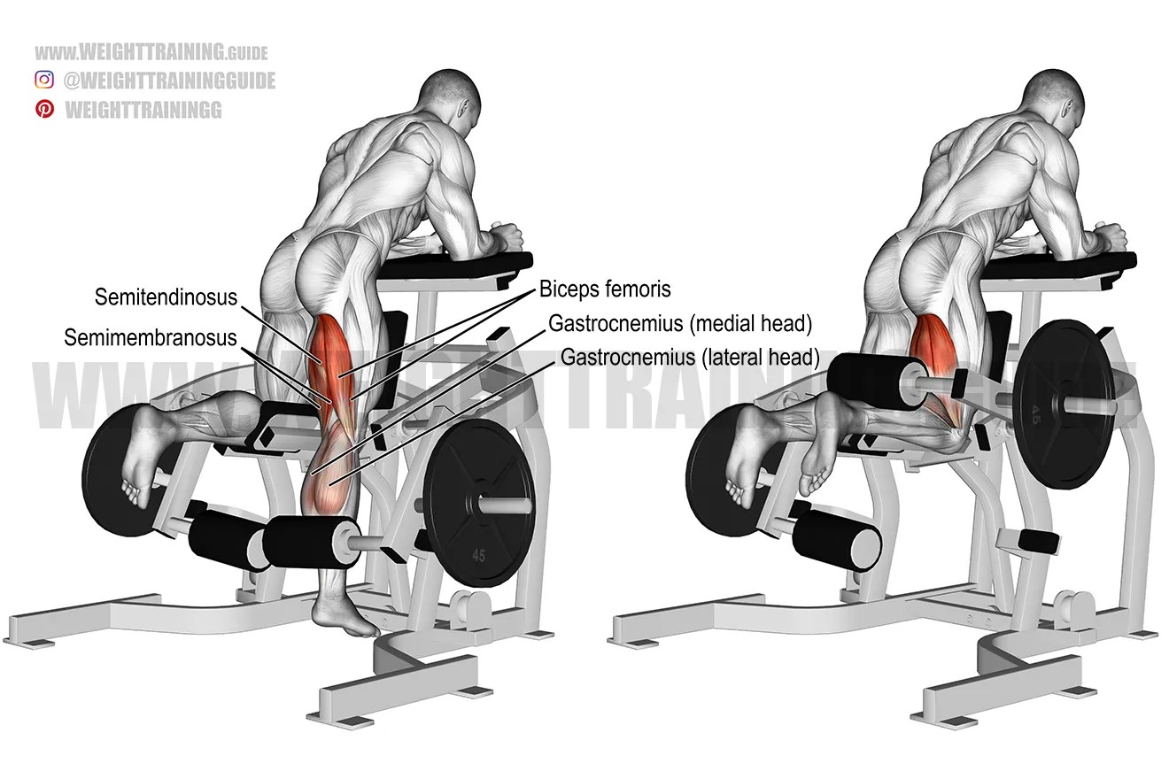 Kneeling leg curl exercise instructions and video Weight Training Guide