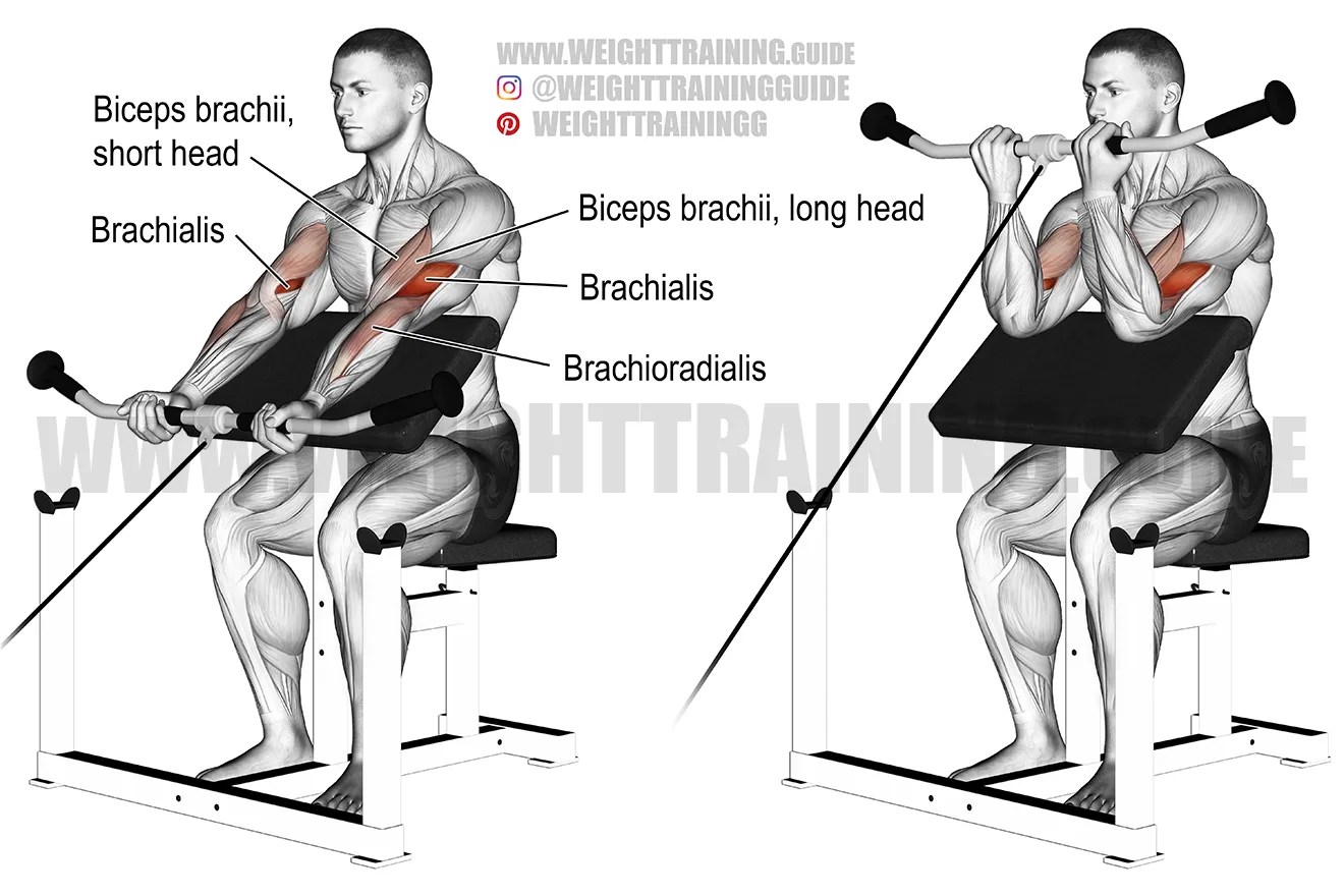 Cable preacher curl exercise instructions and video WeightTraining.guide