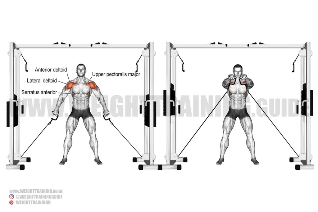 Double cable front raise exercise guide and video Weight Training Guide