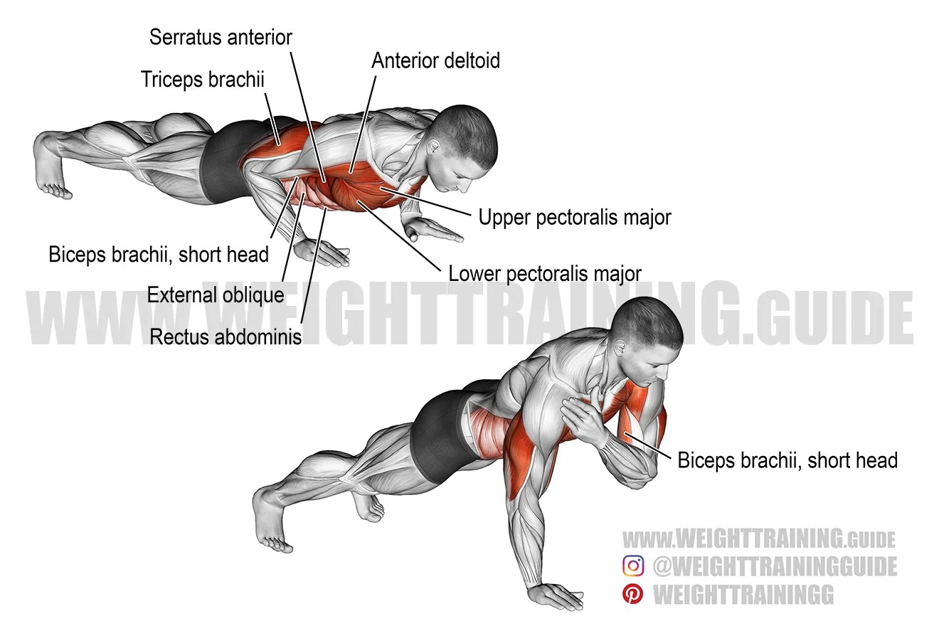 Shoulder tap pushup exercise guide and video Weight Training Guide