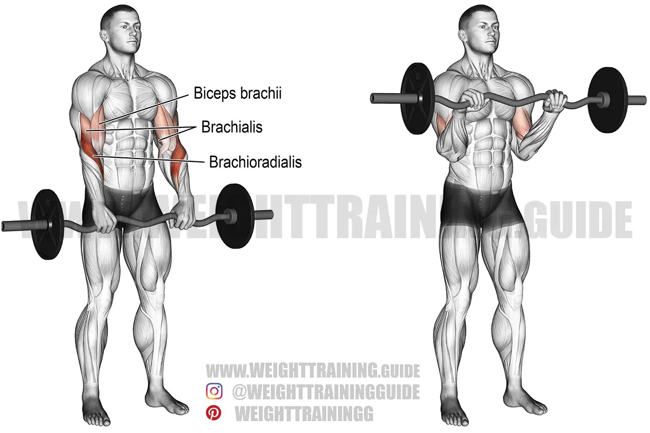 EZ bar reverse curl exercise instructions and video Weight Training Guide