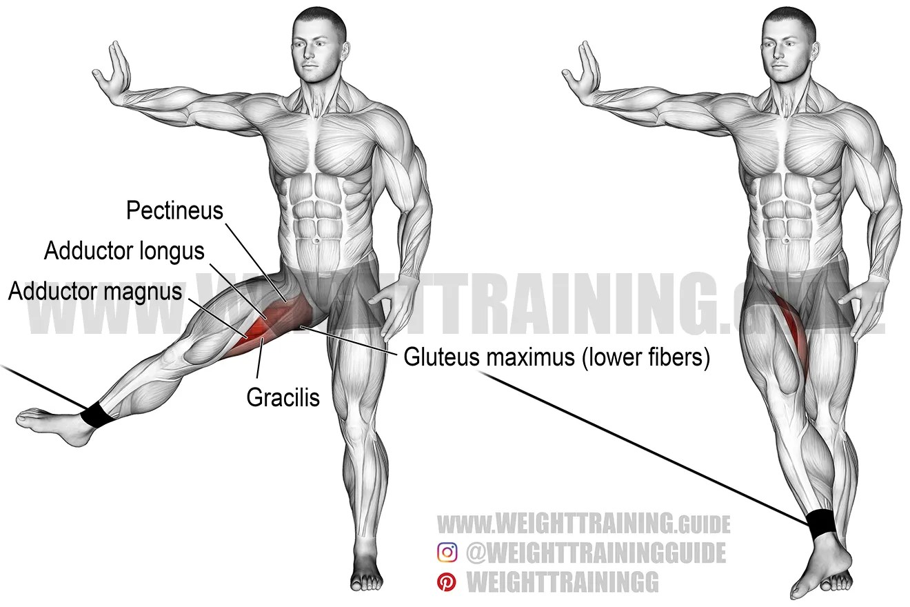 Cable hip adduction exercise instructions and video WeightTraining.guide